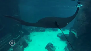 Twilight Snorkel The Ruins at Atlantis Bahamas
