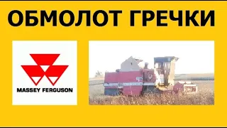 Обмолот гречки. Комбайн Massey Ferguson 520.