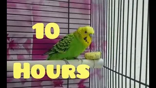 Budgies singing for 10 hours