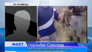 Стражи порядка уверяют: убийцы волчат из скандального видео будут наказаны