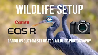 Canon R5 Custom Settings For Wildlife Photography