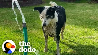 Dog Picks The Exact Right Home To Wander Up To | The Dodo