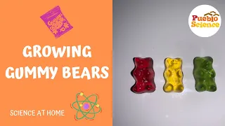 Growing Gummy Bears