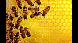 Свойства и польза мёда, виды мёда, медовый сидр для здоровья.