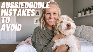 AUSSIEDOODLE - TOP 10 Mistakes to Avoid With Your Aussiedoodle