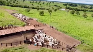 Fazenda a venda no Tocantins em Araguaína TO a 32 km da cidade asfalto#Pecuaria#agriculture