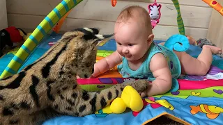 SERVAL PLAYING WITH BABY / Tenderness with bobcat Rufus