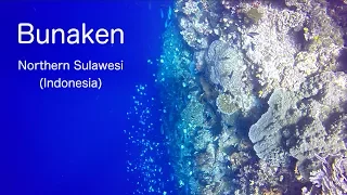 Wall Diving in Bunaken, Indonesia - Plus Fish ID