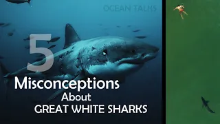 5 Misconceptions About Great White Sharks: Ocean Talks EP 4