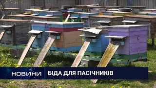 В Антонінській ОТГ масово гинуть бджоли. Перший Подільський 08.06.2021