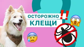 КЛЕЩИ: КАК ЗАЩИТИТЬ ПИТОМЦА?