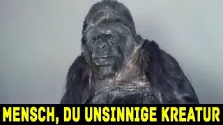 Du glaubst nicht was dieser Gorilla sagt!