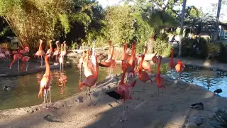 At the San Diego Zoo 2016 - Flamingos