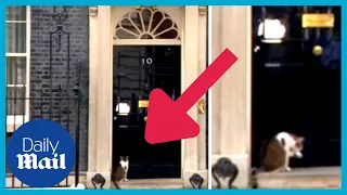 Larry the Cat refuses to enter 10 Downing Street as Boris Johnson Cabinet resignation pile up