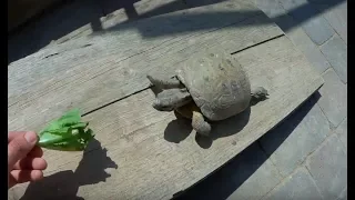 ¿Como domesticar una tortuga?