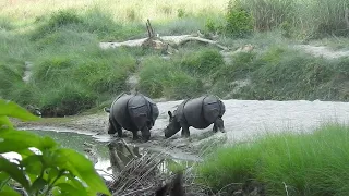 Rhinoland | Rhino | wildlife| videography| chitwan national park| wild