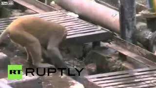 LiveLeak.com - India- Watch heroic monkey RESUSCITATE electrocuted friend on train tracks.MP4