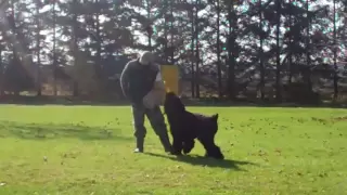 Black Russian Terrier in  Schutzhund Protection  training