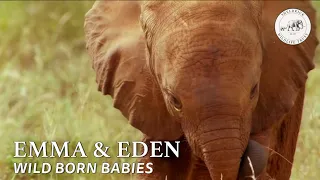 An update on our two little treasures, Emma and Eden | Sheldrick Trust