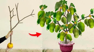 Great Technique For Grafting Soursop tree Using Bell Pepper and Aloe Vera l Grafting Soursop trees