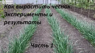 Выращиваем чеснок. Эксперименты и результаты. Часть 1