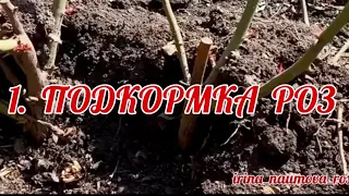 Первая подкормка роз. Розы после зимы.график подкормки роз.