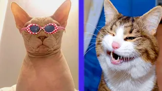 BEST CAT MEMES COMPILATION OF 2021 PART 38 (FUNNY CATS)