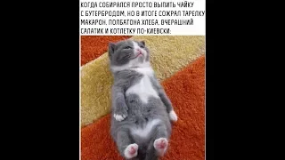 Демотиваторы про котиков и не только №1