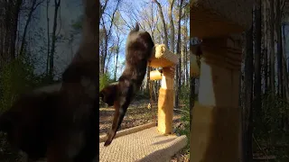 Sensi The Feral Black Cat Love's His Scratching Post! ❣️ #shorts