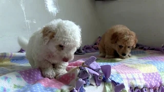 preciosos cachorros french poodle con maltes HD
