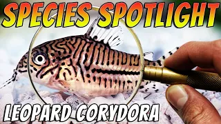 Leopard Corydoras/Three stripe Corydoras - Corydoras trilineatus  Freshwater Aquarium Catfish