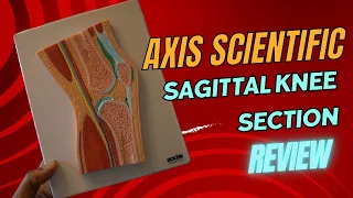 Sagittal Knee Joint Review