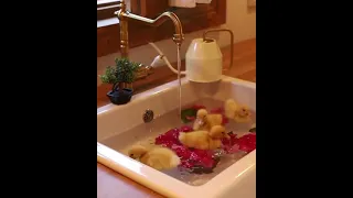 Cute baby ducks in a sink