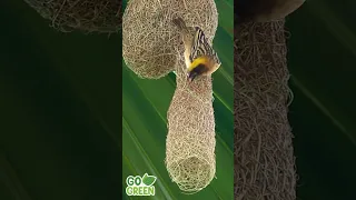 Nature's Tailors Birds and Their Incredible Nest-Making Skills #cute #birds #nest #nature #master