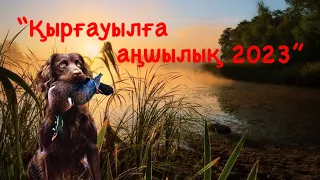 Қырғауылға аңшылық 2023  Охота на фазана 2023 #охотассобакой #охота #охотник #охотанафазана