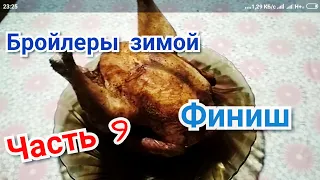 Итоги выращивания зимних бройлеров. Затраты, вес, проблемы.