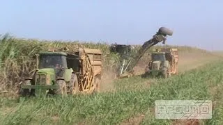 Cane Harvesting On the Side Of The Road [SD]