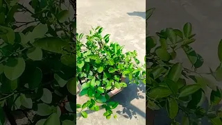 Life Cycle of butterfly part-2