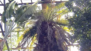 В Перми впервые за 126 лет дала плоды финиковая пальма
