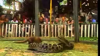 Внимание! Схватка мангуста с ужасной змеёй! Супер видео. Жесточайшее сражение.