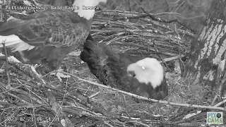 Hays Eagles Dad sees His 2nd Egg for the First Time 2023 02 21 6:54AM