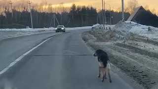 Every Day, Poor Dog Desperately Searches for Help, Tracking Every Car That Has Made Him Blind