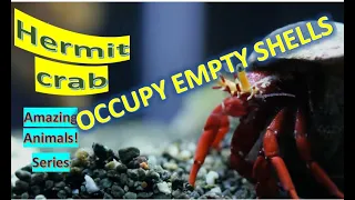 Hermit Crab facts  🐚