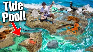 FINDING FISH IN BEACH TIDE POOL! (sharks, manatees, aquarium fish!)