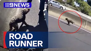 Video captures moment dog rescued after running onto busy freeway﻿ | 9 News Australia