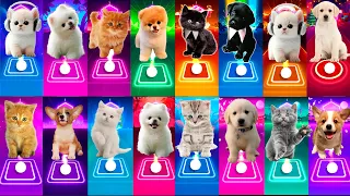 CUTE CAT CUTE DOG DUA LIPA  BTS SAVAGE LOVE  SHAKIRA WAKA WAKA  DANCE MONKEY  LADY GAGA BLOODY MARY