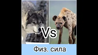 Серый волк против пятнистой гиены: кто сильнее в бою? Animals VS