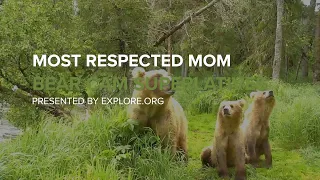 Most Respected Mom | Bear Cam Superlatives