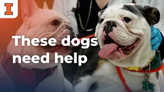 These Dogs Need Help