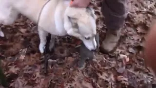 Crazy Squirrel Hunt!!! With a West Siberian Laika DOG!!!